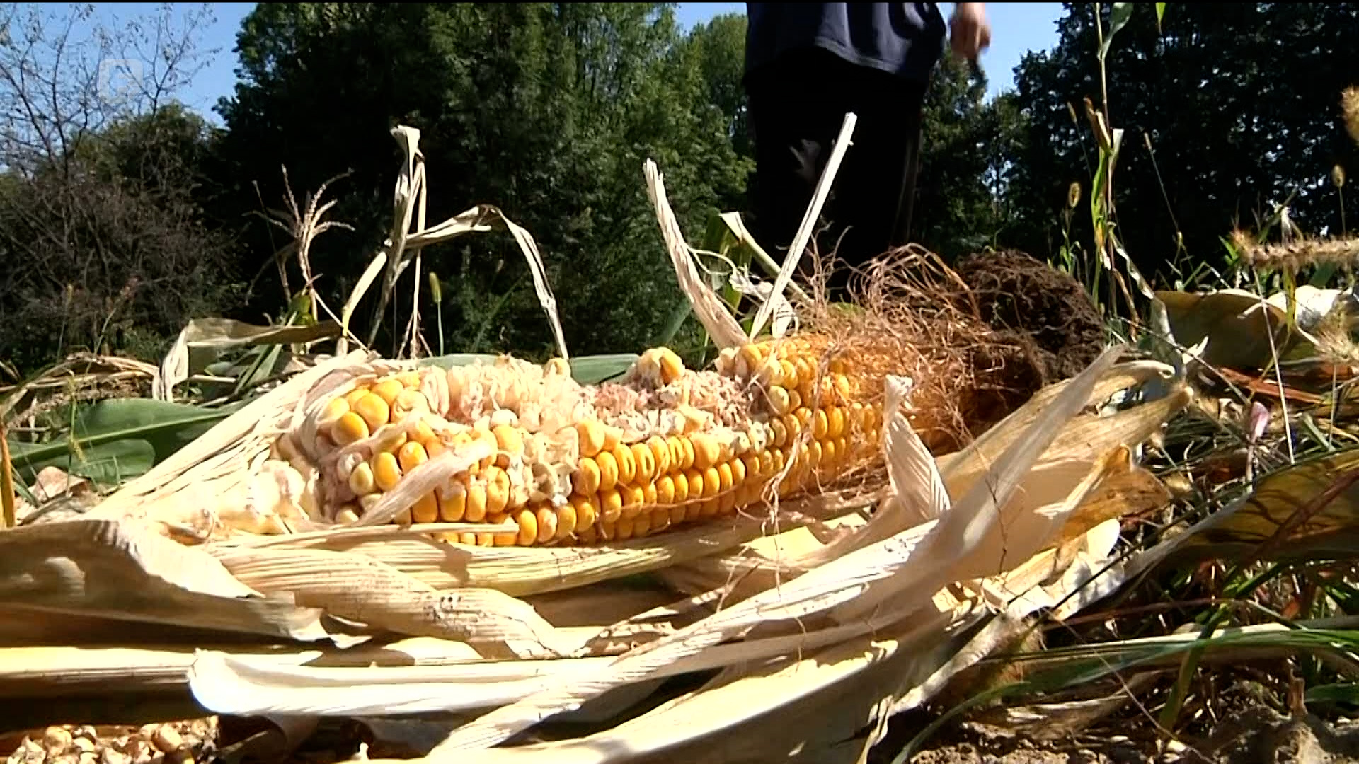 Divlje svinje uništiše poljoprivredne proizvode